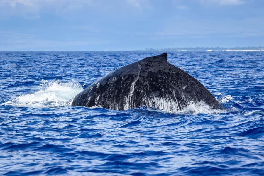 Whale Watching Cruise in Waikiki Oahu - SEE THE HUMPBACKS! - Onboard comfort: small snack, hot tea, water, and BYO food