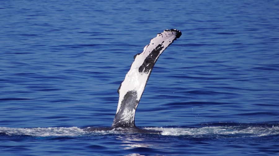 Whale Watching Cruise in Waikiki Oahu - SEE THE HUMPBACKS! - Price and value: is $80 worth a 2.5-hour chance?