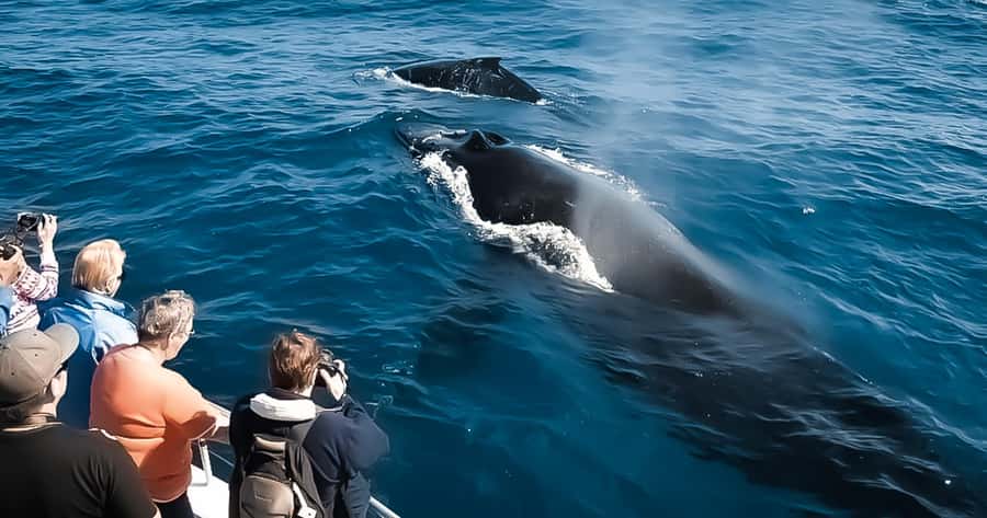 Whale Watching Cruise in Waikiki Oahu - SEE THE HUMPBACKS! - A 150-minute search for whales with Waikiki views
