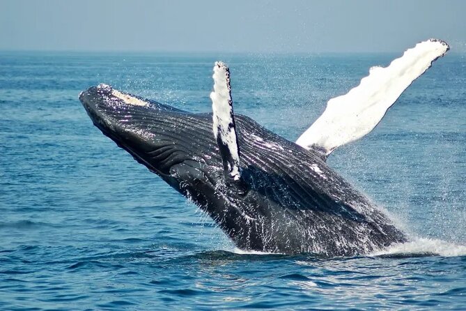 Whale Watching Sail in Honolulu with Open Bar - Key things I’d circle before you go