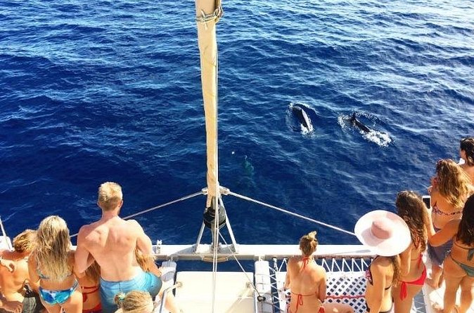 Whale Watching Sail in Honolulu with Open Bar - What you might see: humpbacks plus the usual wildlife suspects